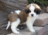 AKC Registered Saint Bernard For Sale Sugarcreek, OH Male- Rambo