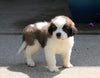 AKC Registered Saint Bernard For Sale Sugarcreek, OH Male- Rambo