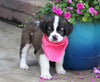 AKC Registered Saint Bernard For Sale Sugarcreek, OH Female- Shelly