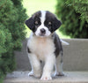 AKC Registered Saint Bernard For Sale Sugarcreek, OH Female- Shelly