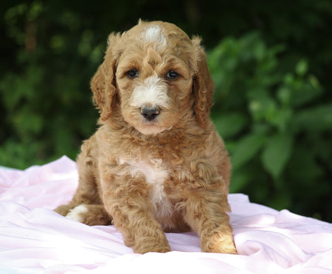 AKC Registered Standard Poodle For Sale Millersburg, OH Female- Roxy