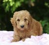 AKC Registered Standard Poodle For Sale Millersburg, OH Female- Molly