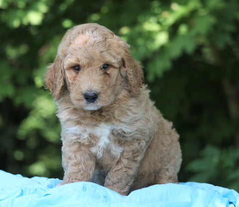 AKC Registered Standard Poodle For Sale Millersburg, OH Male- Teddy