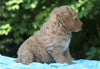 AKC Registered Standard Poodle For Sale Millersburg, OH Male- Teddy
