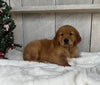 AKC Registered Golden Retriever For Sale Millersburg OH Male-Julian