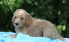 AKC Registered Standard Poodle For Sale Millersburg, OH Male- Teddy
