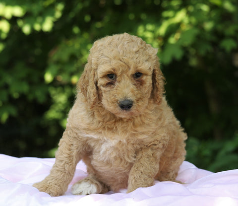 AKC Registered Standard Poodle For Sale Millersburg, OH Female- Kelly