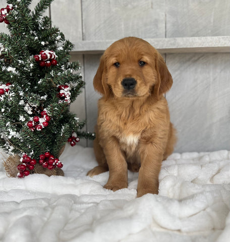 AKC Registered Golden Retriever For Sale Millersburg OH Male-Julian
