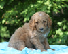 AKC Registered Standard Poodle For Sale Millersburg, OH Male- Teddy