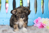 Mini Aussiedoodle For Sale Fredericksburg, OH Female- Lexi