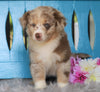 Mini Australian Shepherd For Sale Fredericksburg, OH Male- Rex