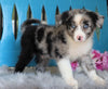 Mini Australian Shepherd For Sale Fredericksburg, OH Male- Rambo