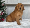 AKC Registered Golden Retriever For Sale Millersburg OH Male-Josh