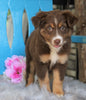 Mini Australian Shepherd For Sale Fredericksburg, OH Male- Koda