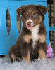 Mini Australian Shepherd For Sale Fredericksburg, OH Male- Koda