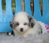 Mini Australian Shepherd For Sale Fredericksburg, OH Male- Ollie