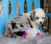 Mini Australian Shepherd For Sale Fredericksburg, OH Male- Ollie