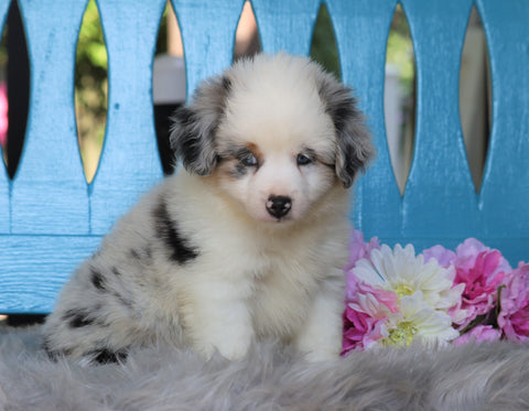 Mini Australian Shepherd For Sale Fredericksburg, OH Male- Ollie