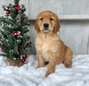 AKC Registered Golden Retriever For Sale Millersburg OH Male-Eric