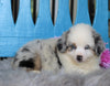 Mini Australian Shepherd For Sale Fredericksburg, OH Male- Ollie