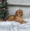 AKC Registered Golden Retriever For Sale Millersburg OH Male-Eric