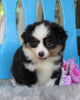 Mini Australian Shepherd For Sale Fredericksburg, OH Female- Mocha
