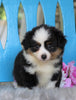 Mini Australian Shepherd For Sale Fredericksburg, OH Female- Mocha