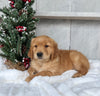 AKC Registered Golden Retriever For Sale Millersburg OH Male-Eric