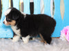 Mini Australian Shepherd For Sale Fredericksburg, OH Female- Mocha
