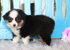 Mini Australian Shepherd For Sale Fredericksburg, OH Female- Mocha