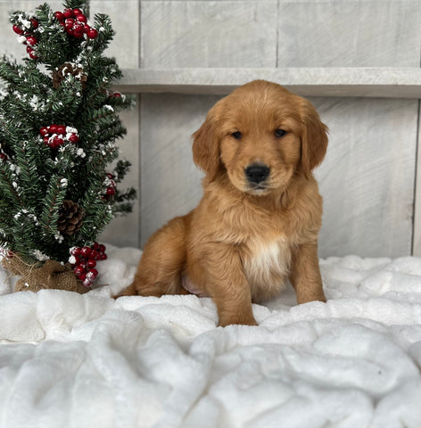 AKC Registered Golden Retriever For Sale Millersburg OH Male-Jack