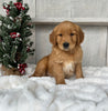 AKC Registered Golden Retriever For Sale Millersburg OH Male-Jack