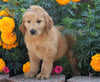 Standard Goldendoodle For Sale Sugarcreek, OH Female- Addy