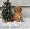 AKC Registered Golden Retriever For Sale Millersburg OH Male-Jack