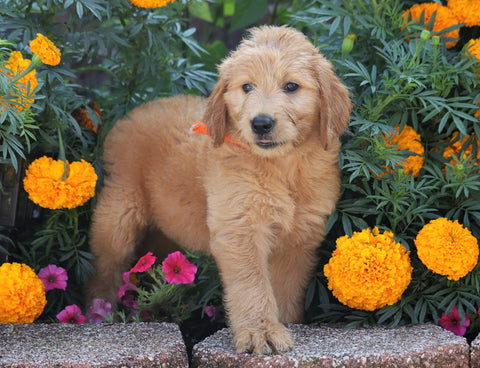 Standard Goldendoodle For Sale Sugarcreek, OH Female- Addy