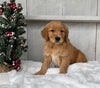 AKC Registered Golden Retriever For Sale Millersburg OH Male-Jack