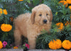 Standard Goldendoodle For Sale Sugarcreek, OH Male- Austi