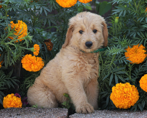Standard Goldendoodle For Sale Sugarcreek, OH Female- Aubrey