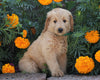 Standard Goldendoodle For Sale Sugarcreek, OH Female- Aubrey
