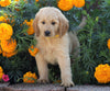 Standard Goldendoodle For Sale Sugarcreek, OH Male- Archer