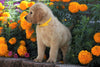 Standard Goldendoodle For Sale Sugarcreek, OH Male- Archer