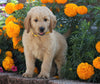 Standard Goldendoodle For Sale Sugarcreek, OH Male- Archer