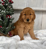 AKC Registered Golden Retriever For Sale Millersburg OH Male-Jim