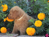 Standard Goldendoodle For Sale Sugarcreek, OH Male- Alex