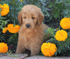 Standard Goldendoodle For Sale Sugarcreek, OH Male- Alex