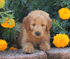 Standard Goldendoodle For Sale Sugarcreek, OH Male- Alex
