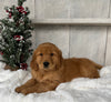 AKC Registered Golden Retriever For Sale Millersburg OH Male-Jim