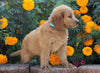 Standard Goldendoodle For Sale Sugarcreek, OH Male- Asper