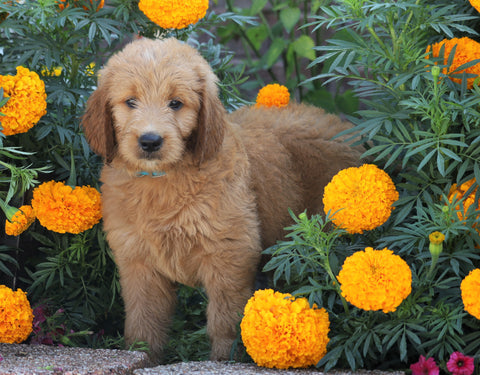 Standard Goldendoodle For Sale Sugarcreek, OH Male- Asper
