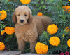 Standard Goldendoodle For Sale Sugarcreek, OH Male- Asper